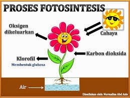 Apakah maksud fotosintesis tahun 4