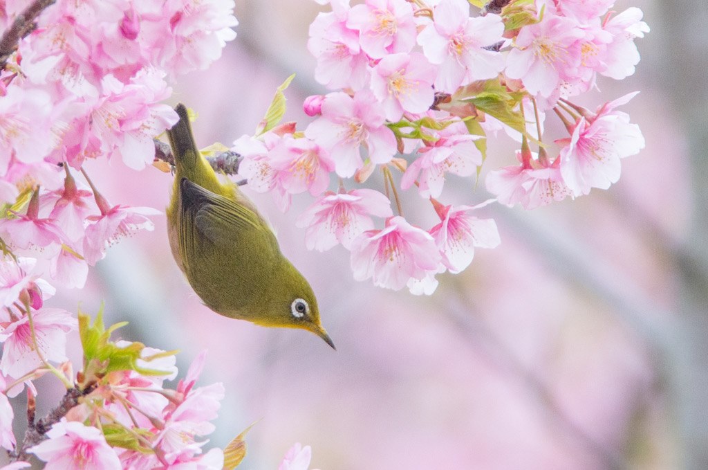 春の花