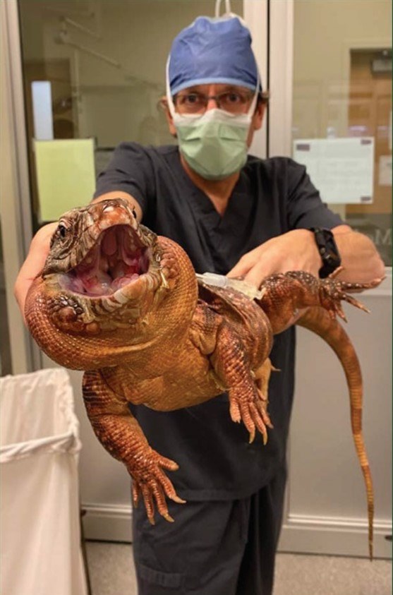 reptile animal vet near me