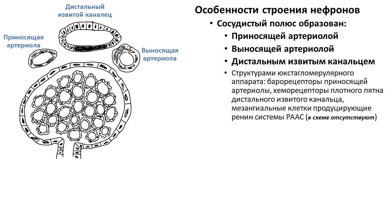 Какая структура показана на рисунке