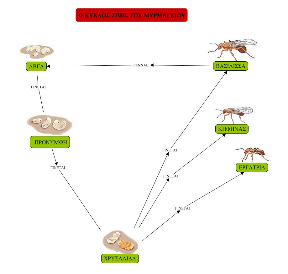 ο κύκλος ζωής του μυρμηγκιού.png