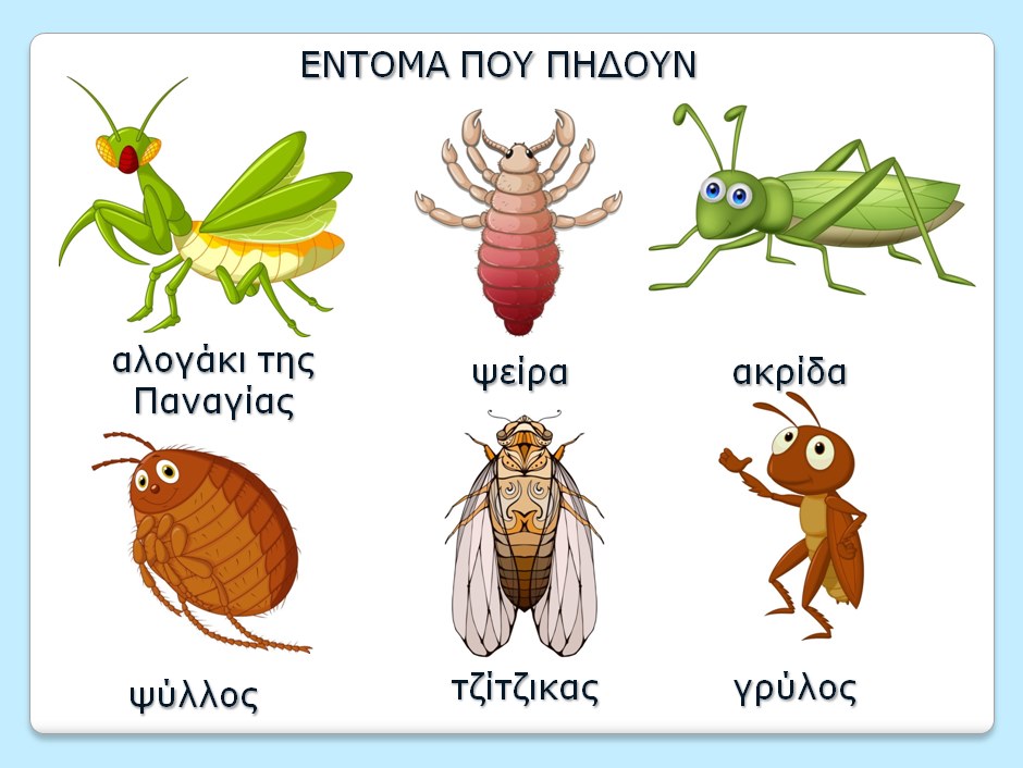 έντομα που πηδούν.png