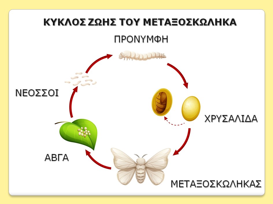 κύκλος ζωής του μεταξοσκώληκα.png