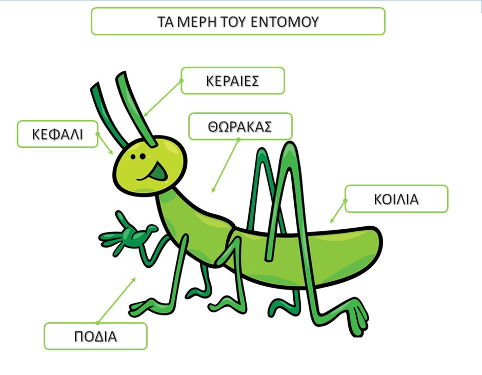 ΤΑ ΜΕΡΗ ΤΟΥ ΕΝΤΟΜΟΥ.png