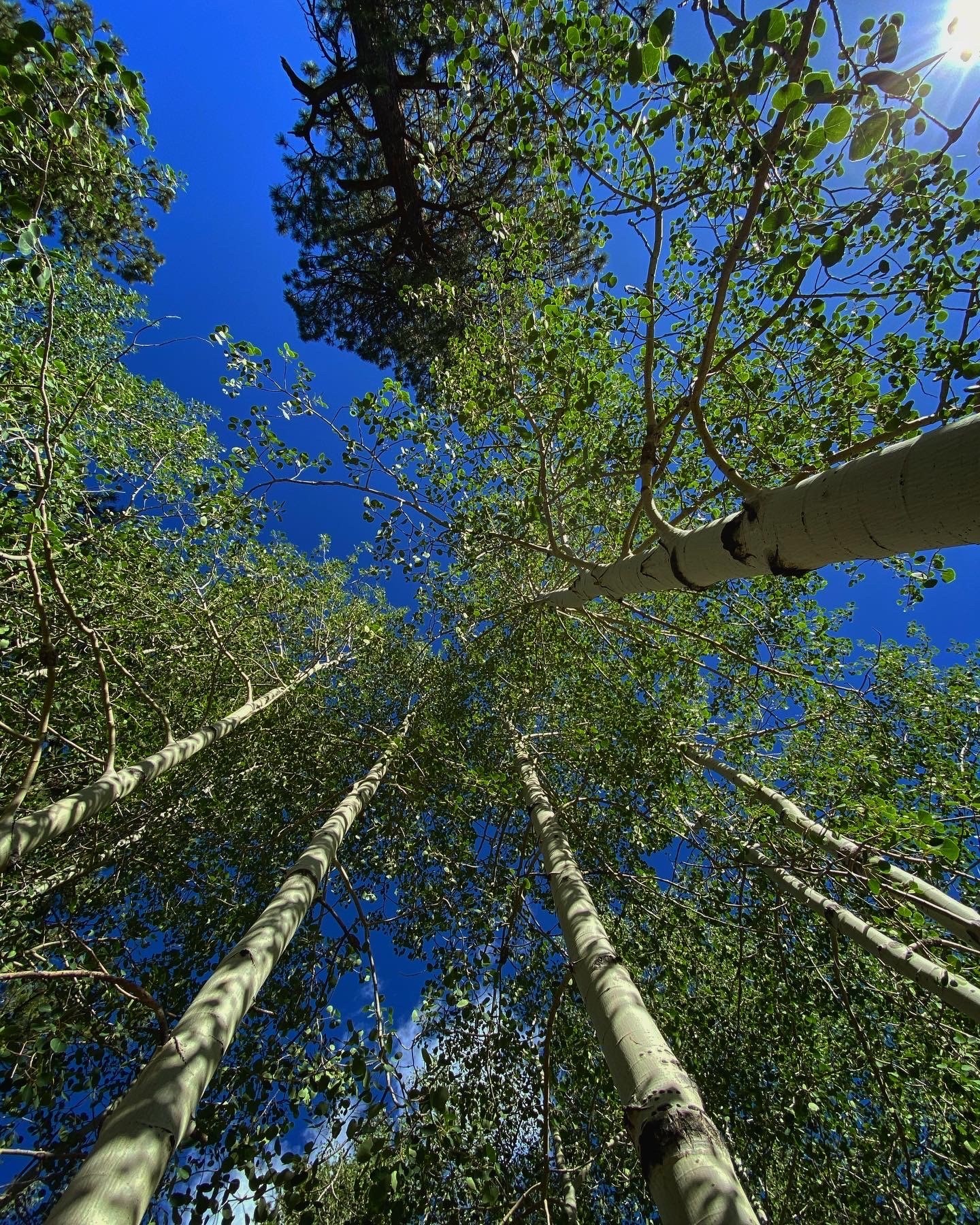 aspen trees (1).jpg