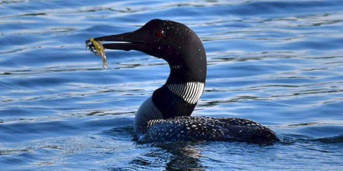 moose, the loons & kettle lakes