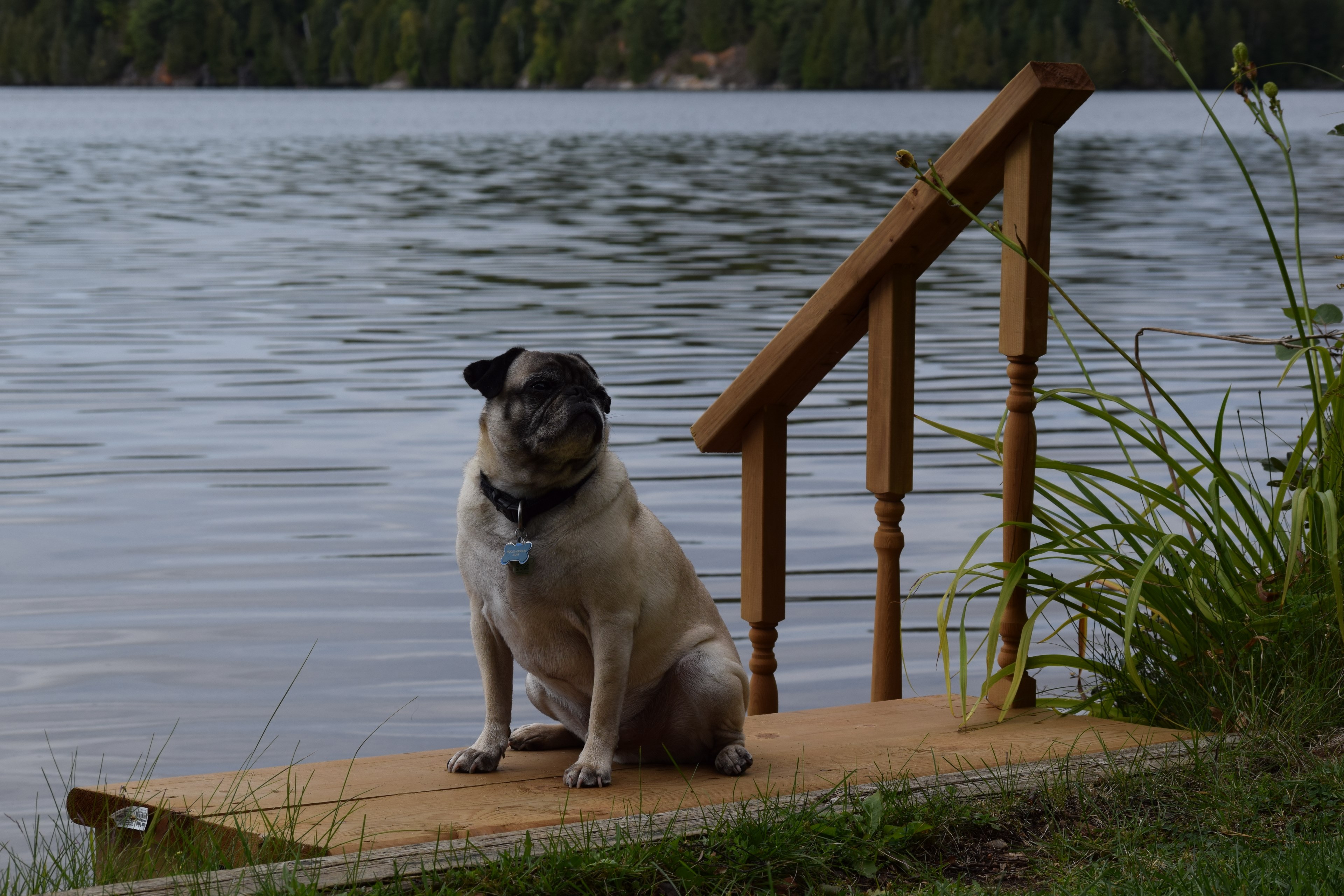moose, the loons & kettle lakes