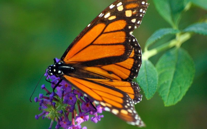Μια πεταλούδα γεννιέται… | Perierga.gr