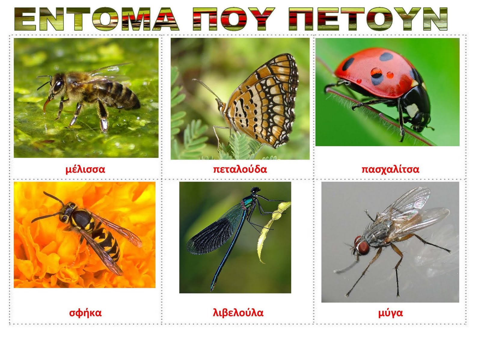 ΕΝΤΟΜΑ ΠΟΥ ΠΕΤΟΥΝ.jpg (Moderate)