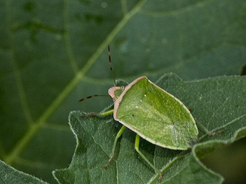 nezara-viridula-f-torquata-sh.jpg