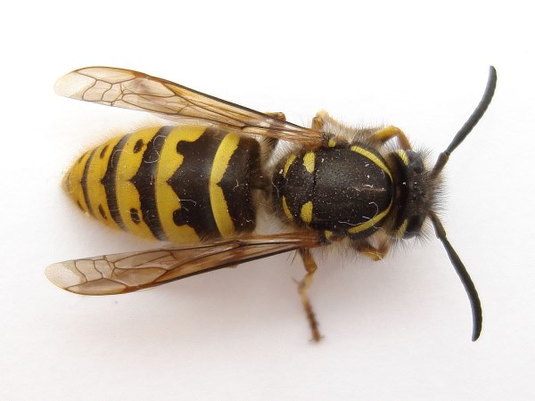 1200px-3_wasp_2007-04-25.jpg