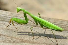 αρχείο λήψης (2).jfif (Moderate)