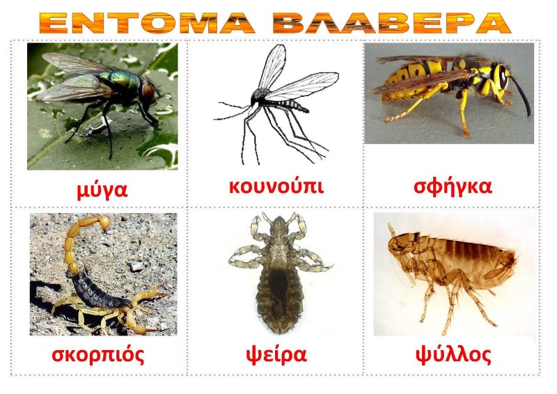 ΕΝΤΟΜΑ ΒΛΑΒΕΡΑ.jpg