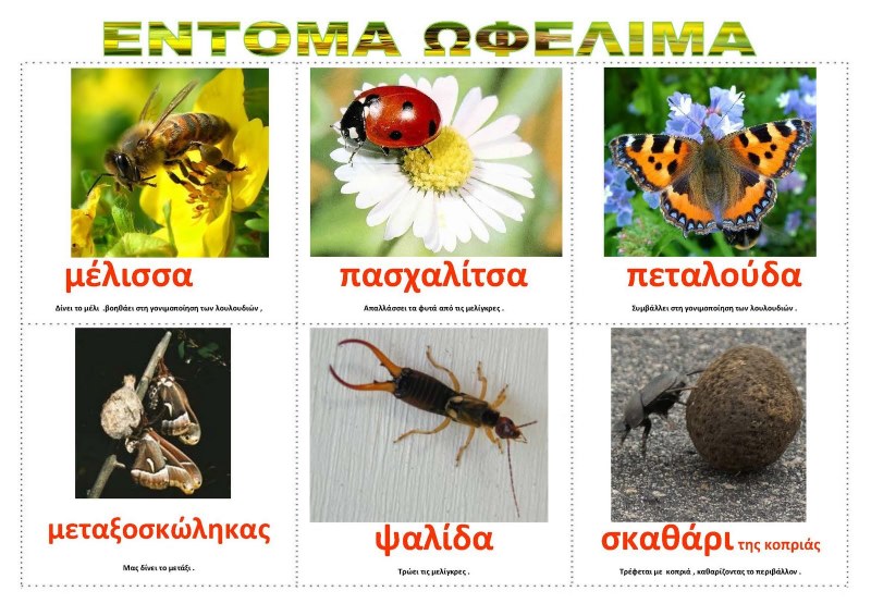 ΕΝΤΟΜΑ ΩΦΕΛΙΜΑ.jpg