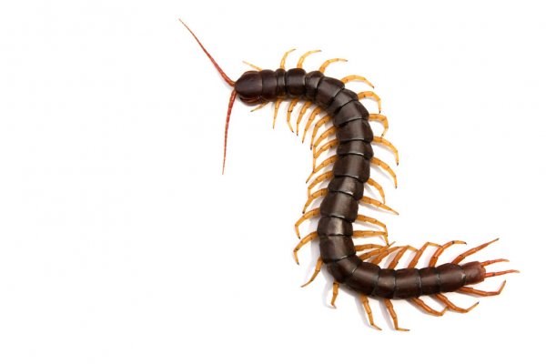 depositphotos_154823946-stock-photo-giant-centipede-scolopendra-subspinipes-isolated.jpg