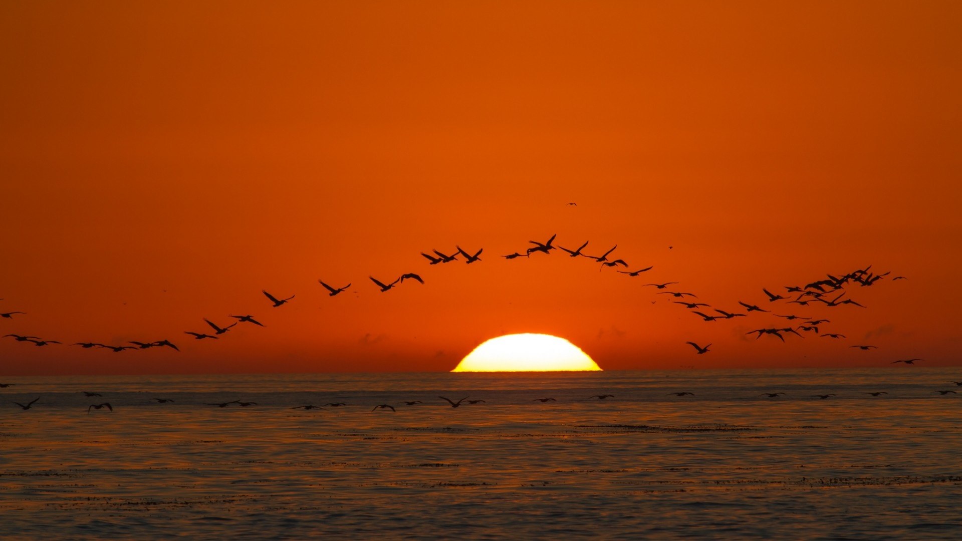 sunset_sea_birds-1920x1080.jpg (Μέτριο)