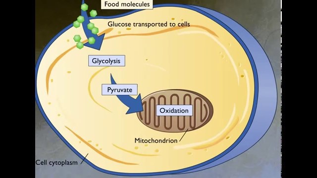 Cellular Respiration (Accessibility view)
