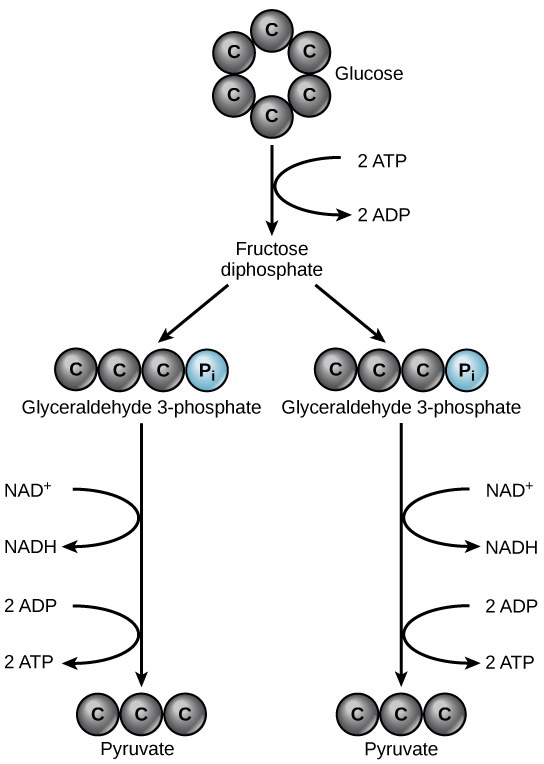 Cellular Respiration (Accessibility view)
