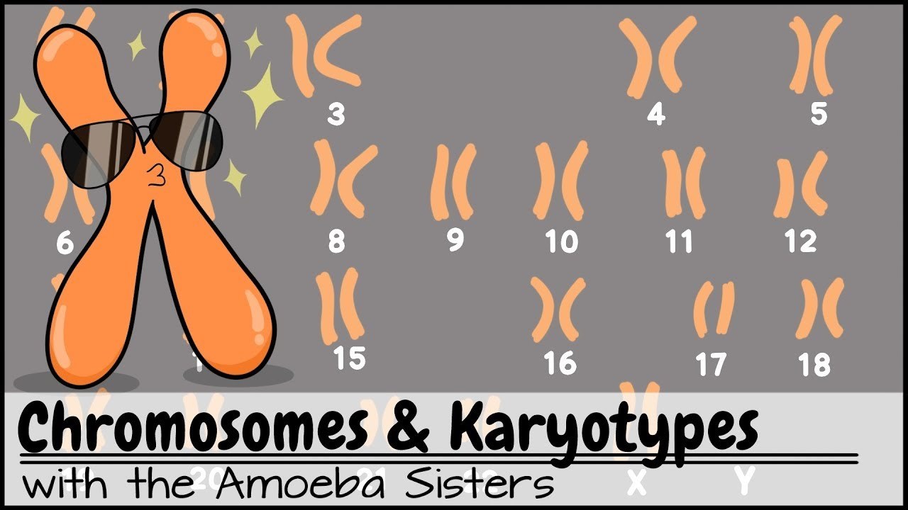 Chromosomes and Karyotypes Explore chromosomes and karyotypes with the Amoe...