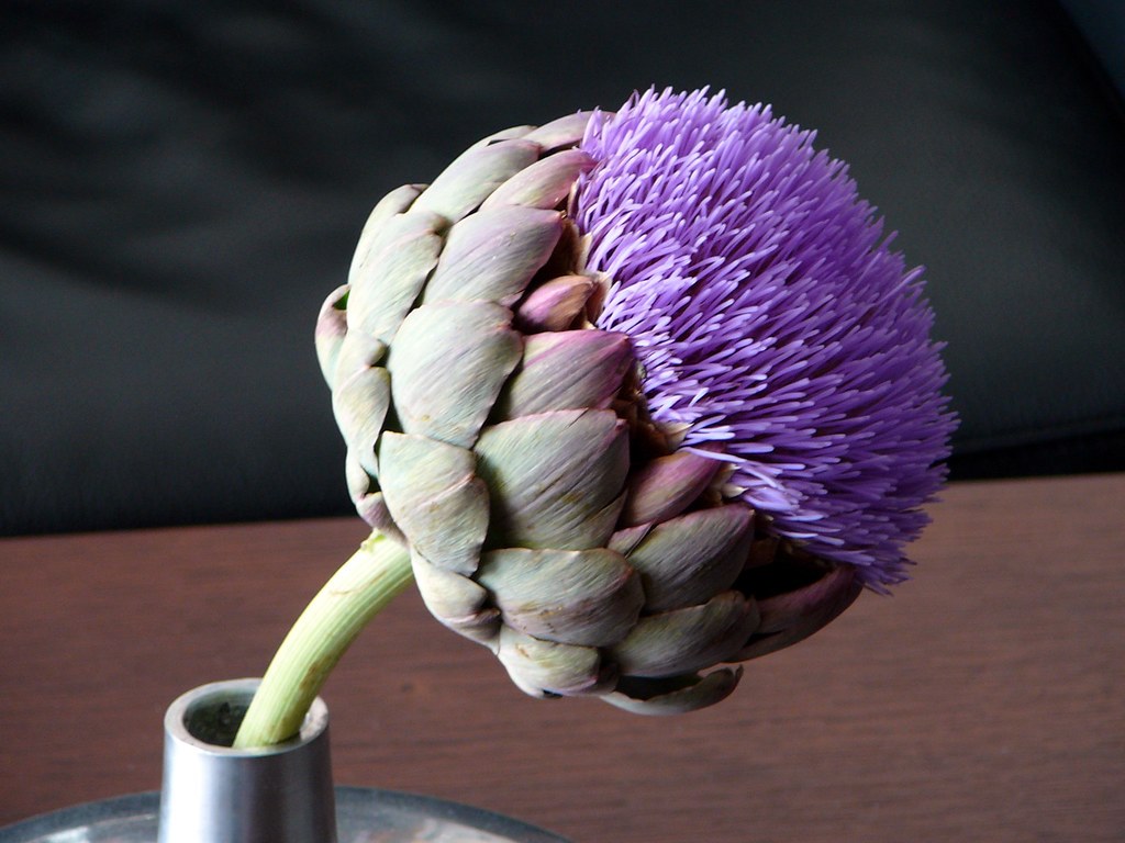 Artischocke | A flowered Artischocke? Never seen before ...