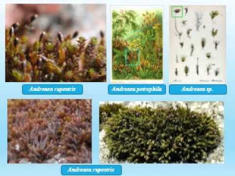 Tumbuhan Lumut Yang Sehari Hari Tampak Berwarna Hijau 