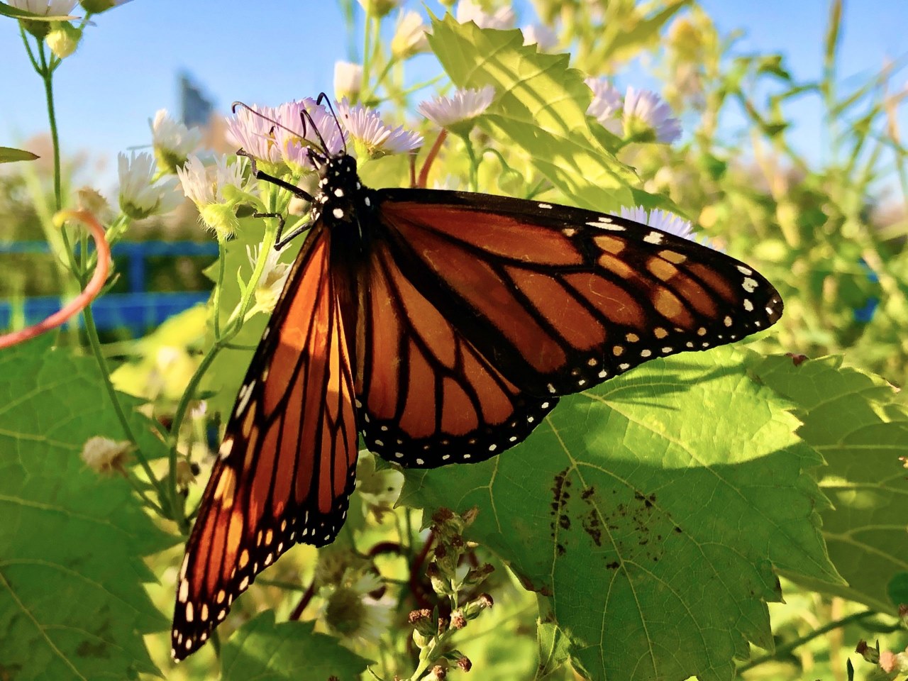 Fetching butterflies pixwox. Морская бабочка. Fetching_Butterflies