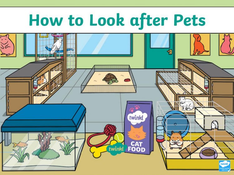 Look after your pet. How to look after Pets. Look after Pets Worksheet. I look after my Pets . Игра. Pet картинки для описания.