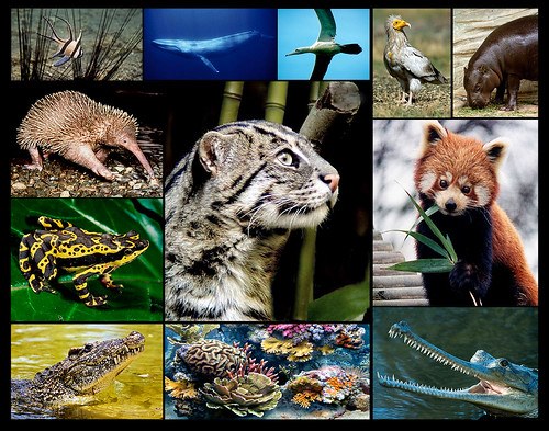 ENDANGERED SPECIES OF ANIMALS IN INDIA
