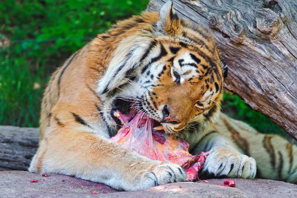 Тигр есть мясо. Амурский тигр питание. Тигр с добычей. Питание Амурского тигра.
