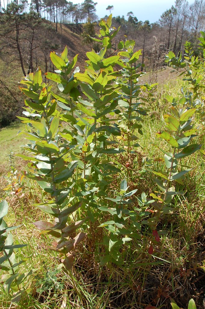 Eucalyptus globulus (Eucalyptusbaum, Blaugummibaum) | Flickr