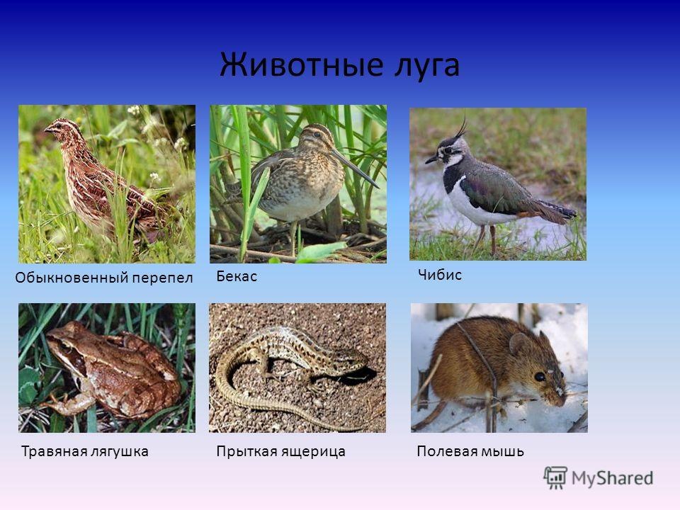 Животные луга картинки с названиями