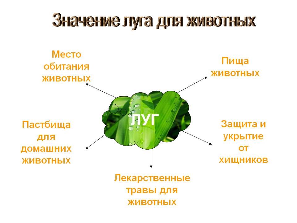 Как человек использует луг заполни схему луг человеку