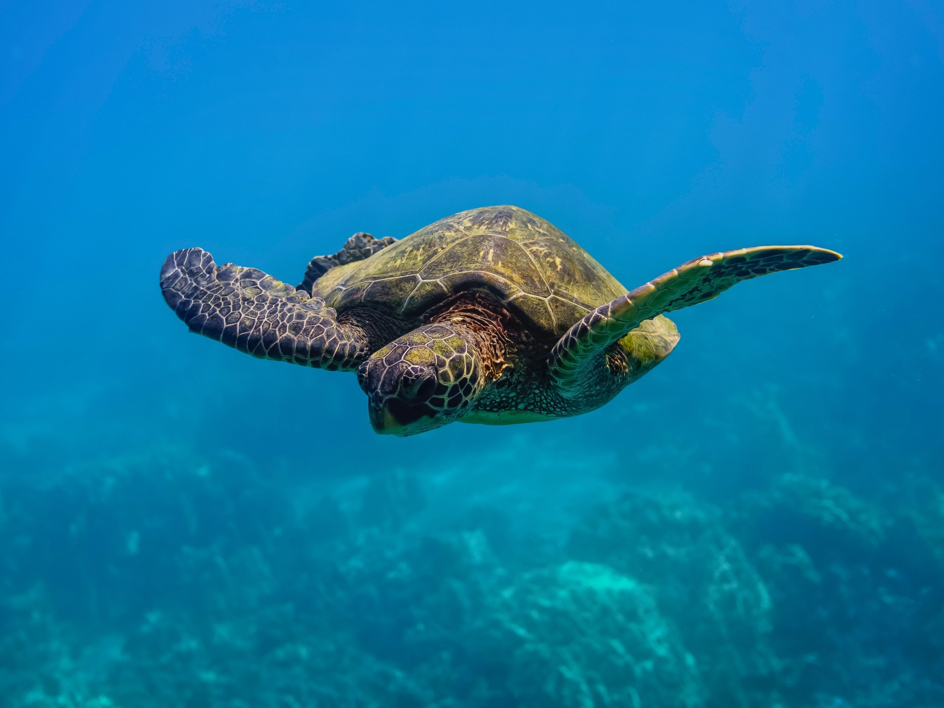 a loggerhead sea turtle swims in deep blue water over some