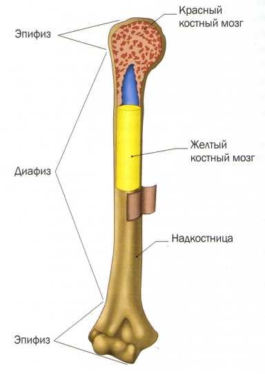 Функции костного мозга в трубчатой кости. Строение трубчатой кости анатомия. Желтый костный мозг в трубчатых костях. Красный костный мозг в трубчатых костях. Строение костей желтый костный мозг.