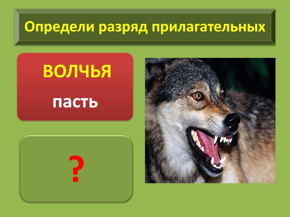 Волчий аппетит значение. Волчий качественное прилагательное.