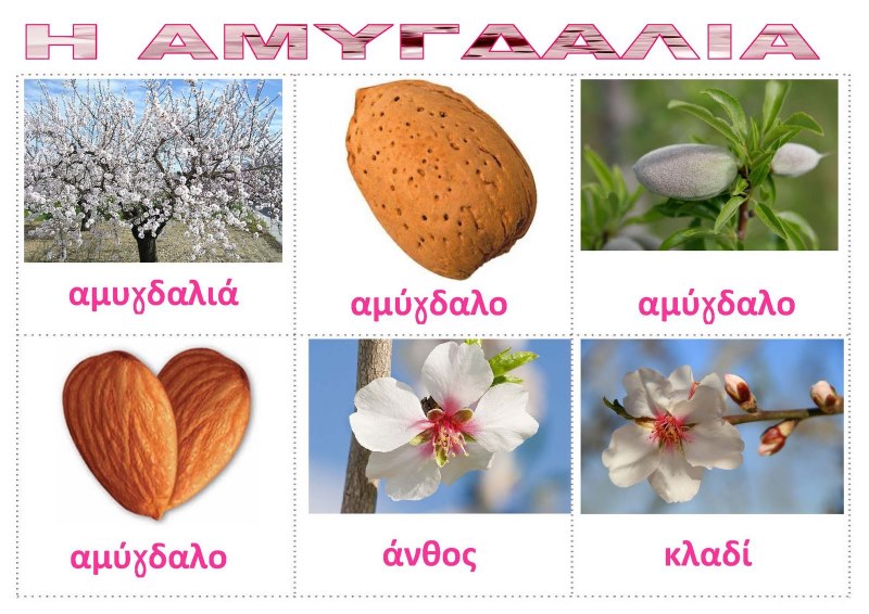 Η ΑΜΥΓΔΑΛΙΑ ΛΙΣΤΕΣ ΑΝΑΦΟΡΑΣ_Σελίδα_3.jpg