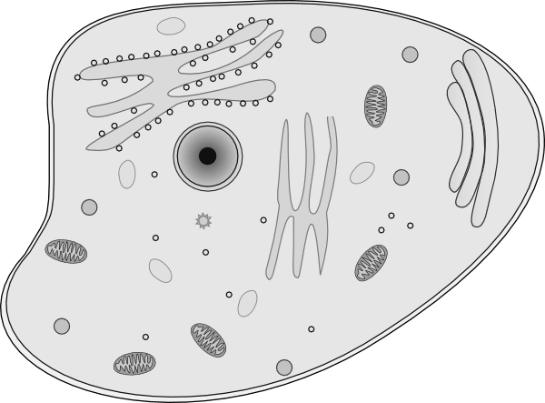 Investigation: Why Are Cells So Small?