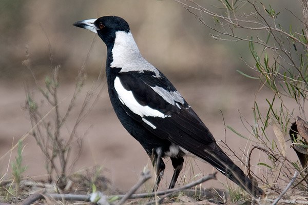 Noongar Name For Animals