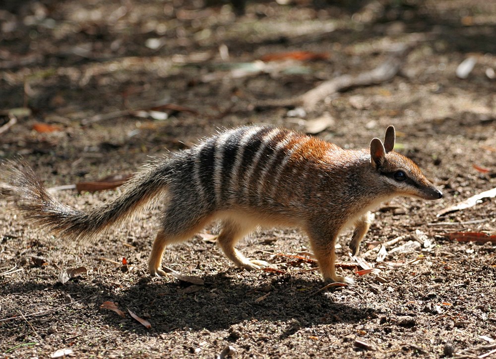 file-numbat-jpg