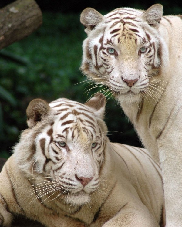 tigre blanco comiendo