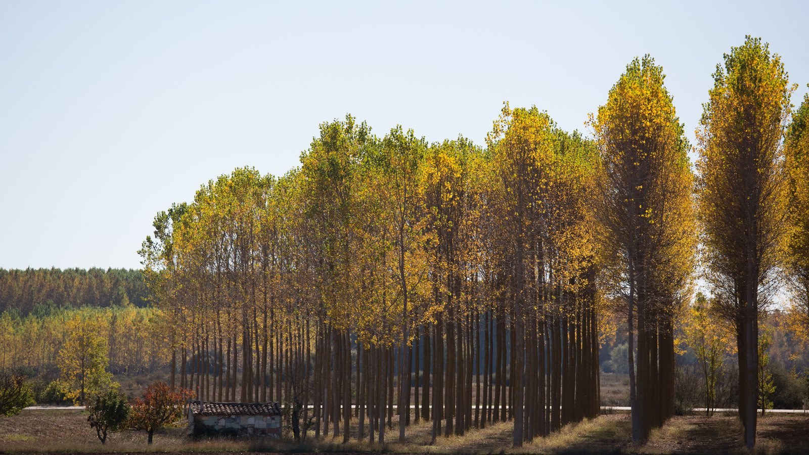 Фото предприятия Green Trees в Коломне