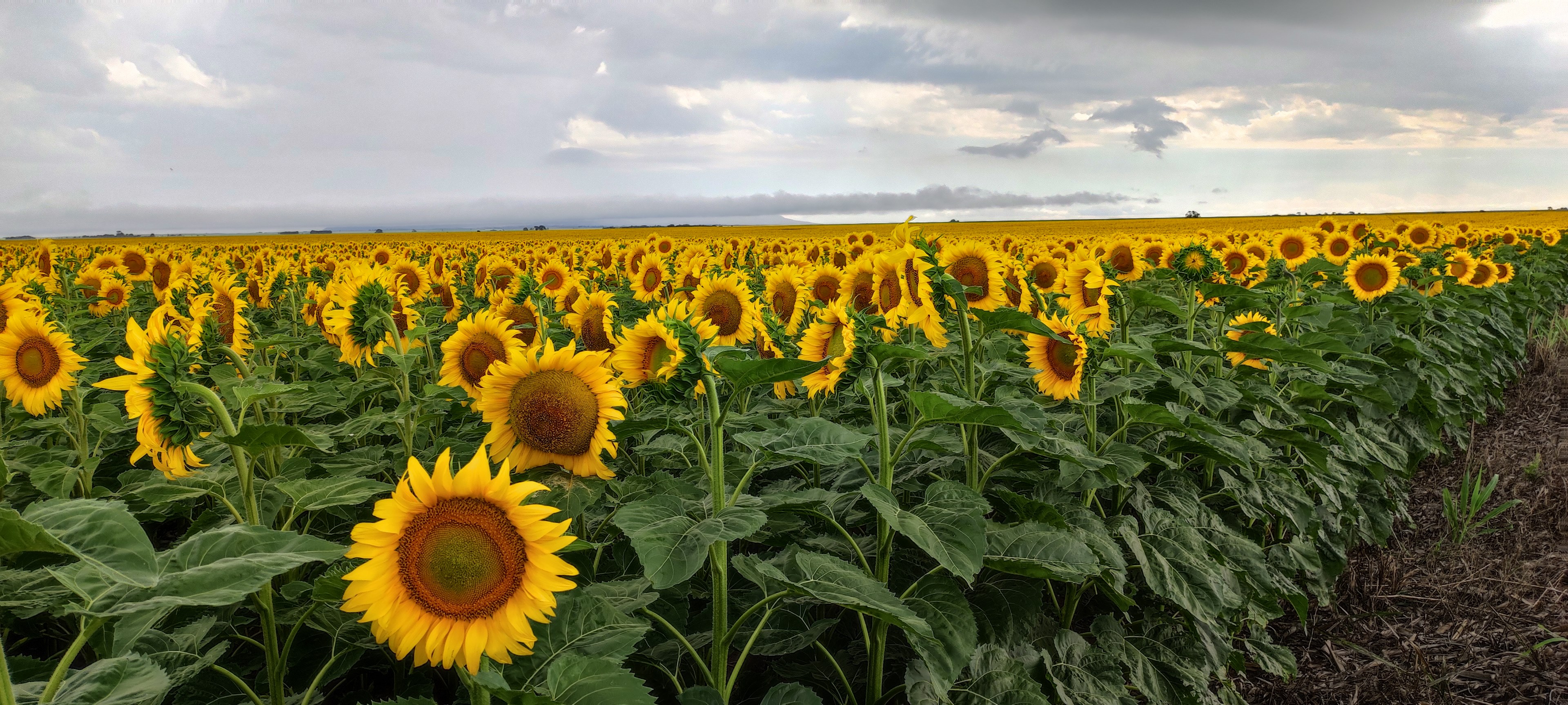 Cálculos finales de producción de girasol en San Luis – Campaña 2020/21 |  BCCBA