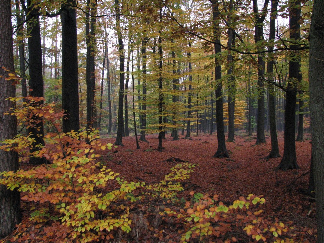 Own forest. In a public Forest.