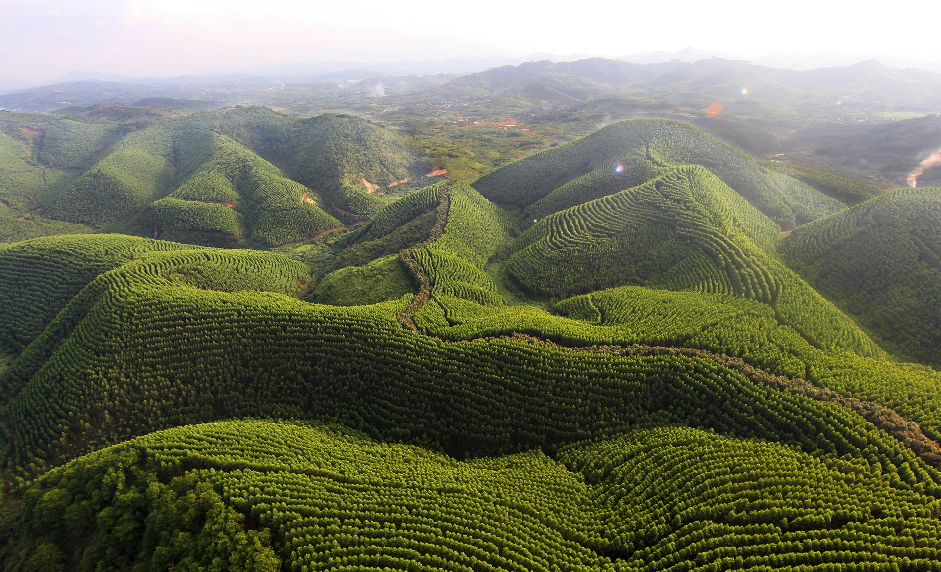 Vegetation of China