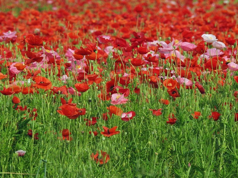 鴻巣ポピー畑 栽培面積日本一