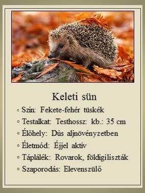 fekete földigiliszták vastagbél méregtelenítő rendszer