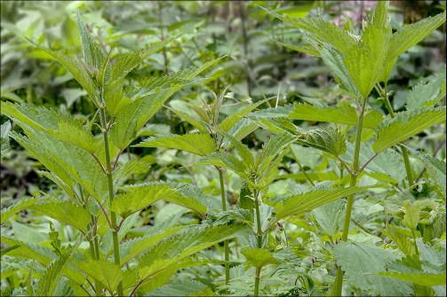 Urtica-dioca_6 | Urtica dioca L., syn.: Urtica dispida DC, U… | Flickr