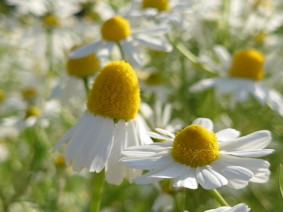 にんにくの芽にカモミールに Tsubasamusubiya