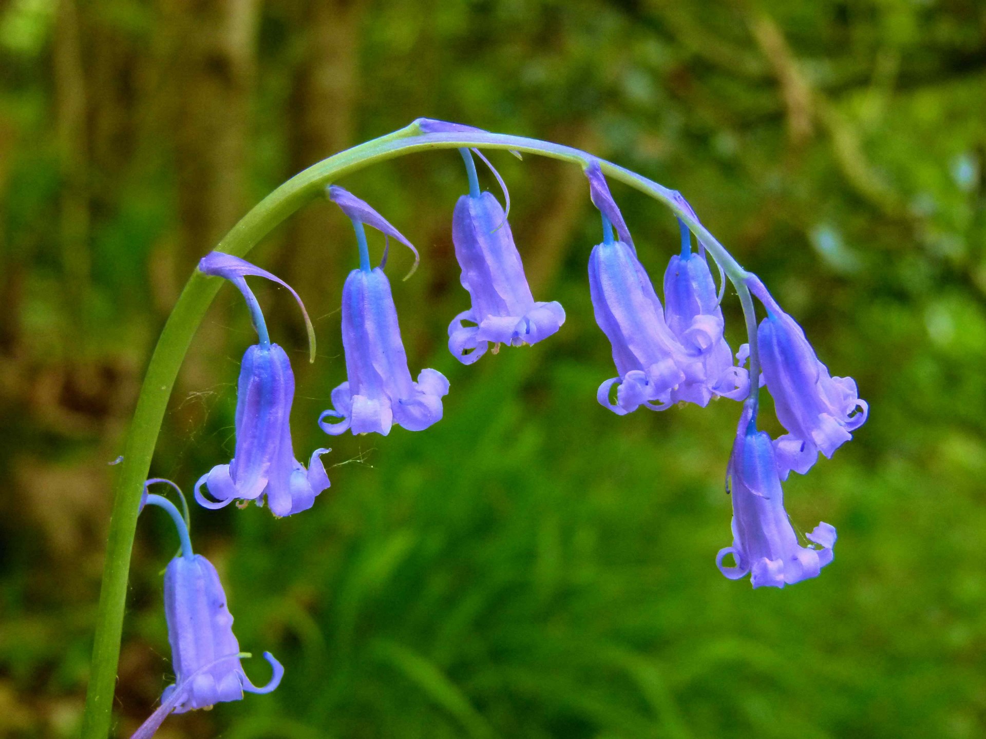 Вальс колокольчик. Bluebell. Kinclave Bluebell. Колокольчик дикий. Цветок "колокольчик".