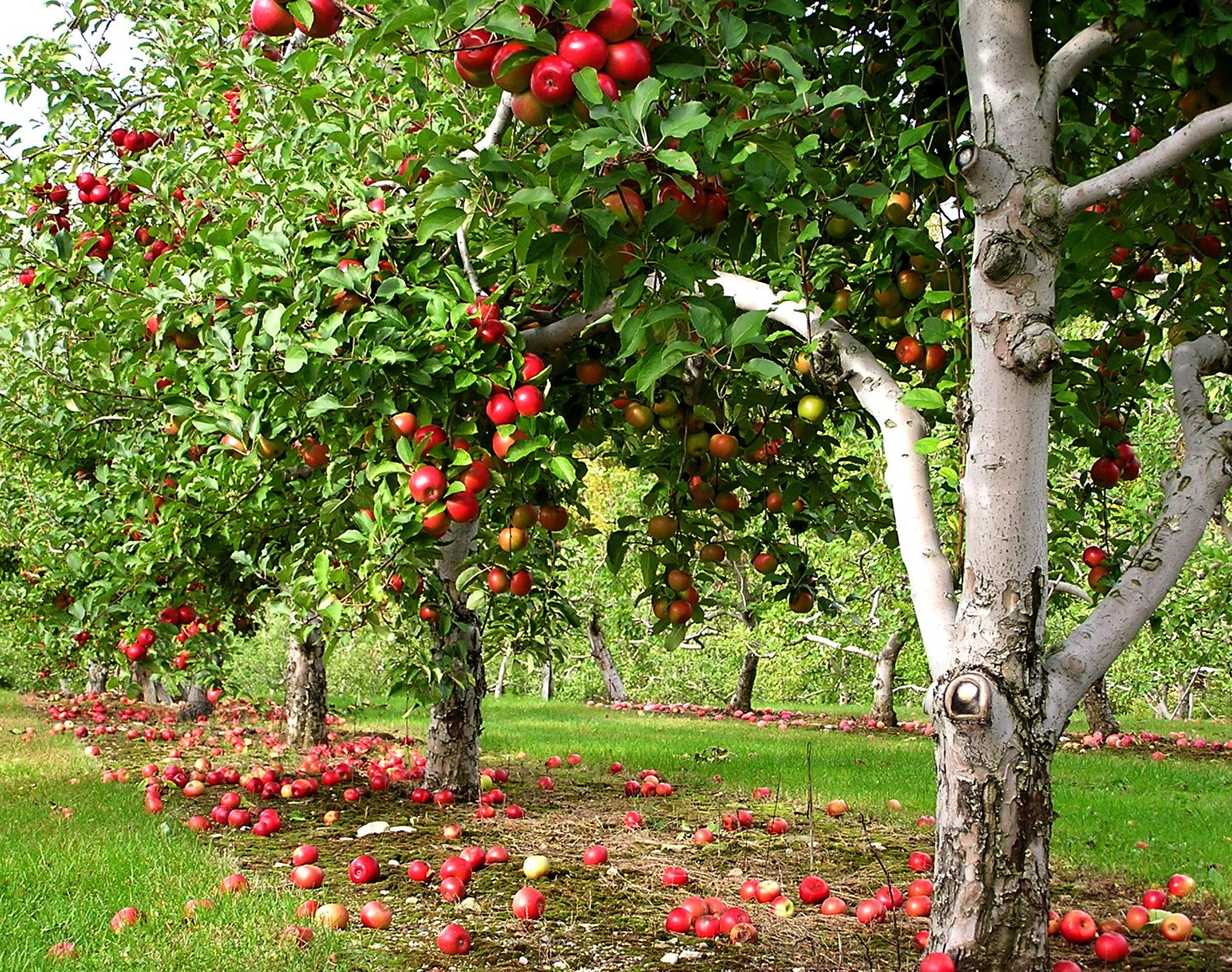 Яблоневый сад Майкоп